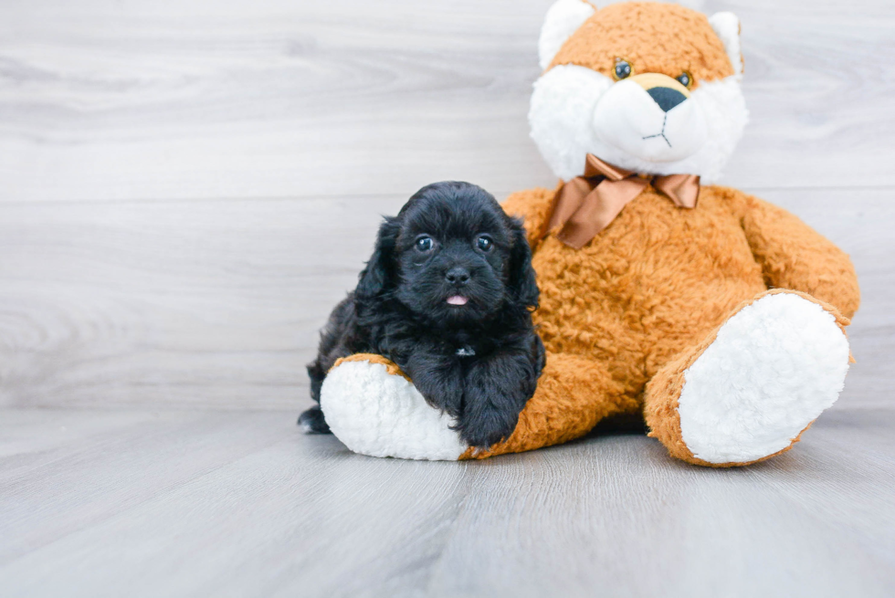 Small Shih Poo Baby