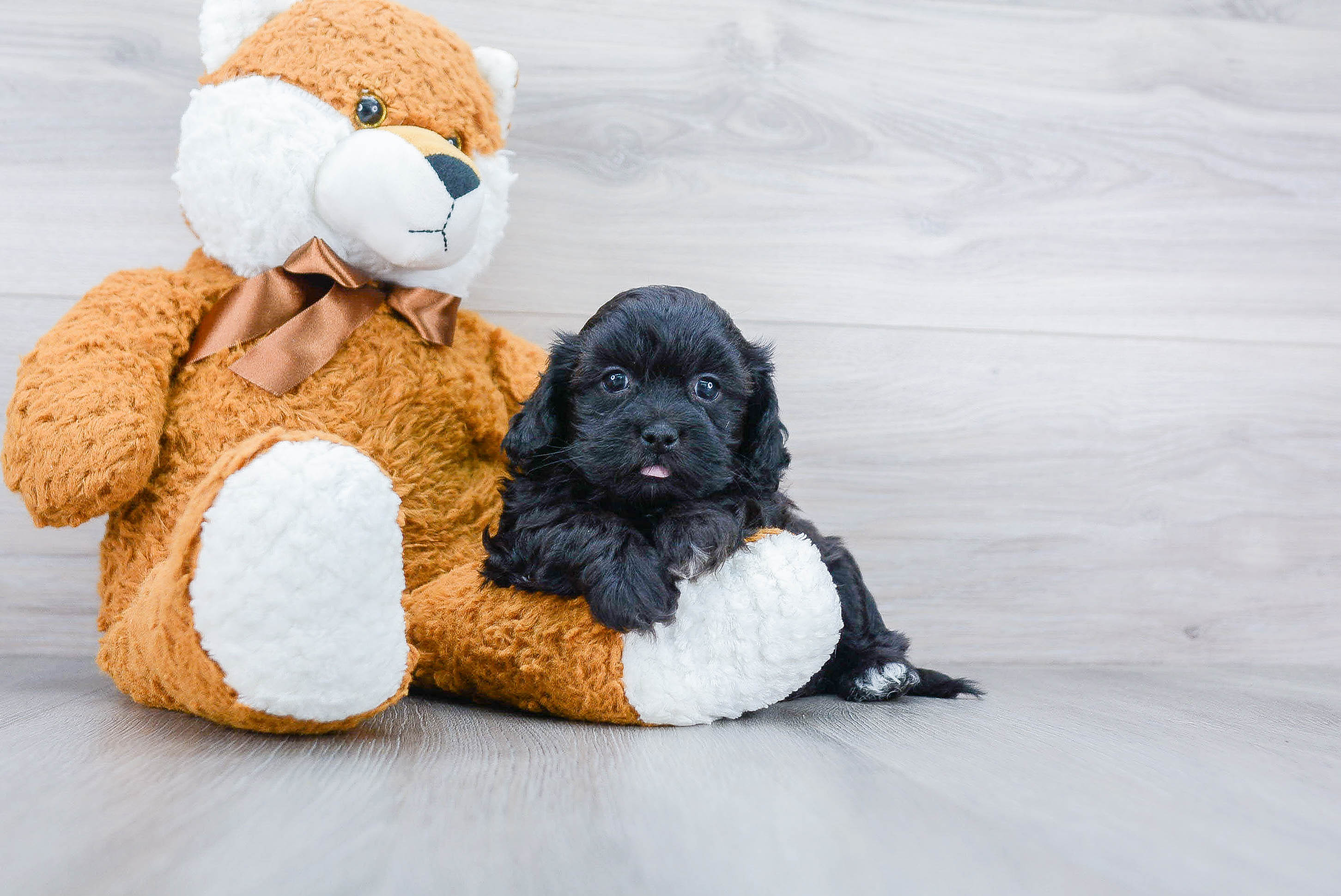Cute Shih Poo Baby