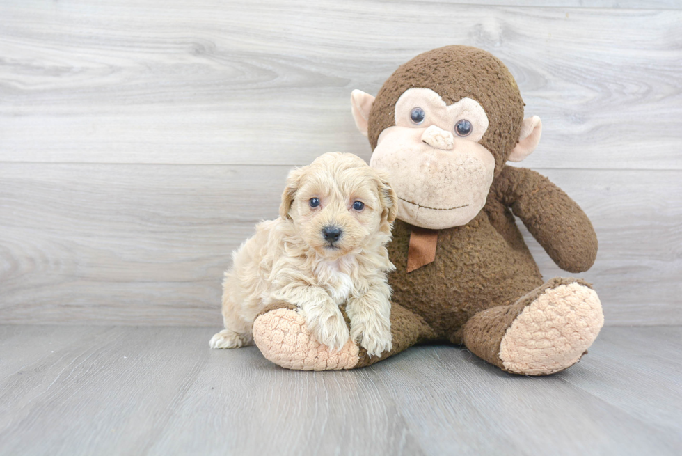 Funny Shih Poo Poodle Mix Pup