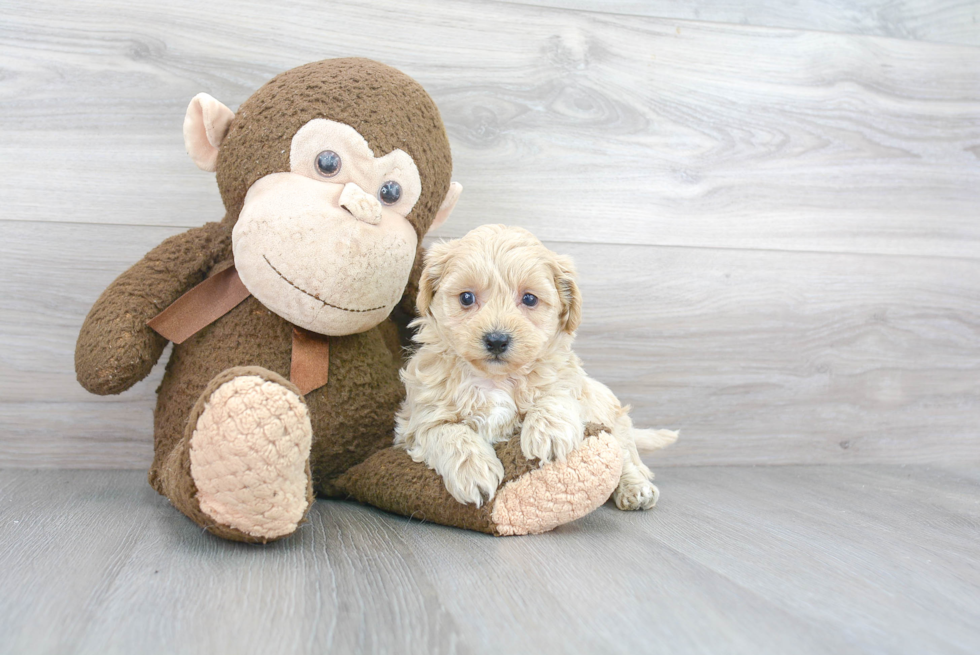 Playful Shih Poo Poodle Mix Puppy