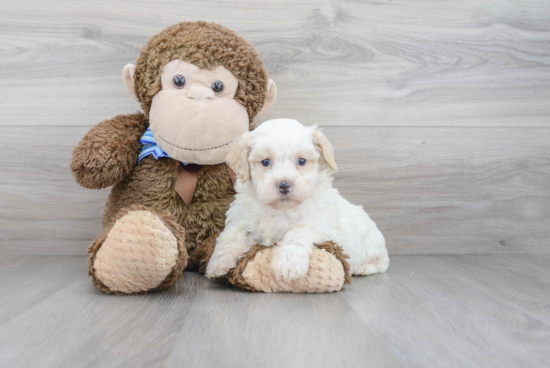 Best Shih Poo Baby