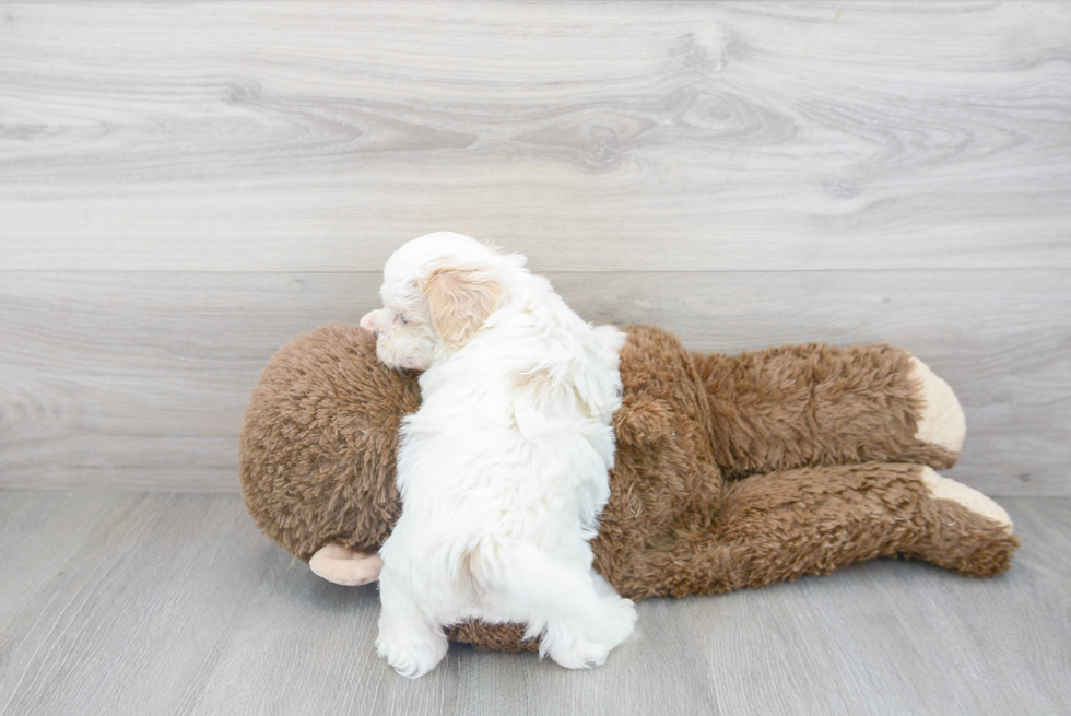 Shih Poo Pup Being Cute