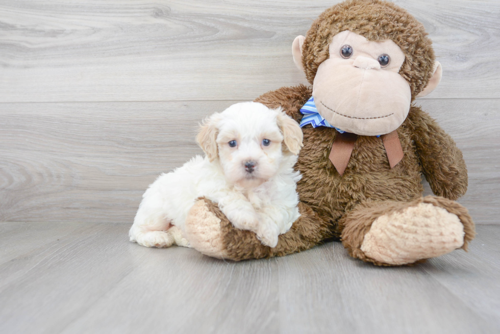 Small Shih Poo Baby