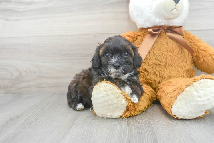 Shih Poo Pup Being Cute