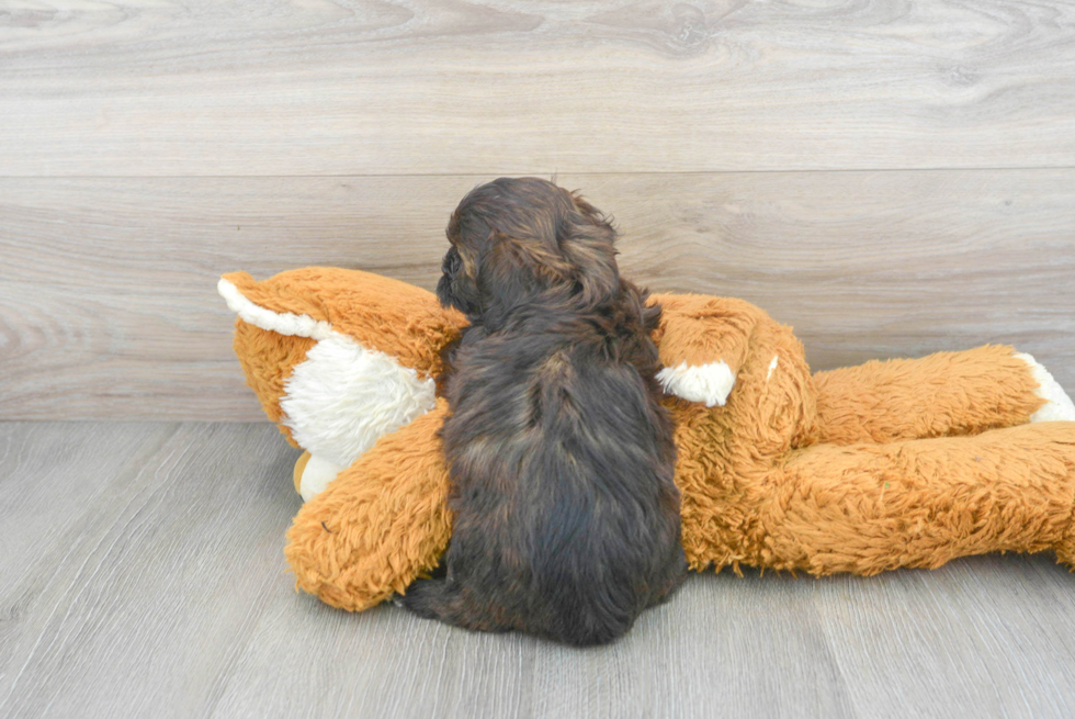 Energetic Shihpoo Poodle Mix Puppy