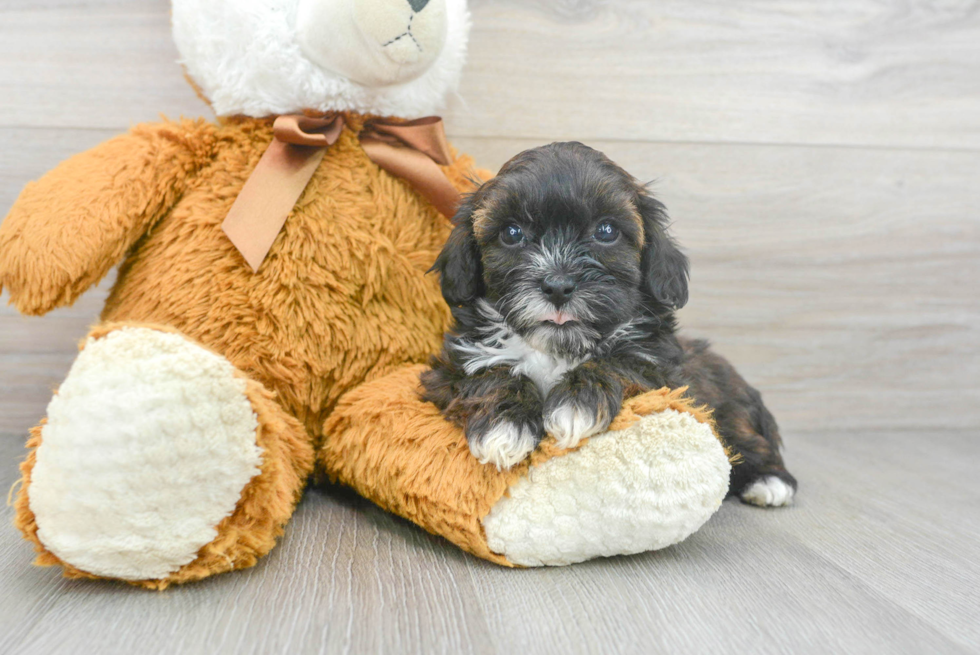 Hypoallergenic Shihpoo Poodle Mix Puppy