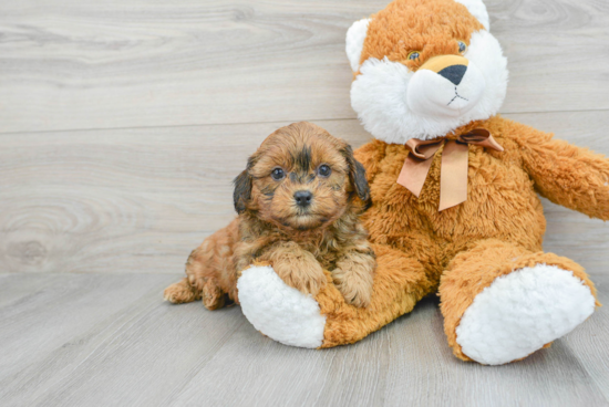 Best Shih Poo Baby