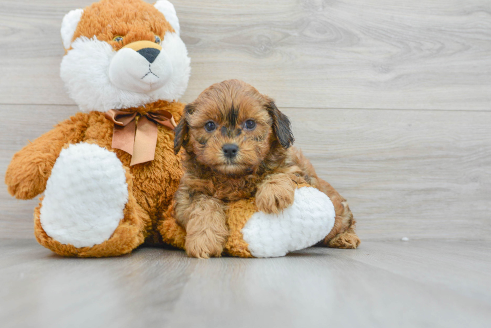 Funny Shih Poo Poodle Mix Pup