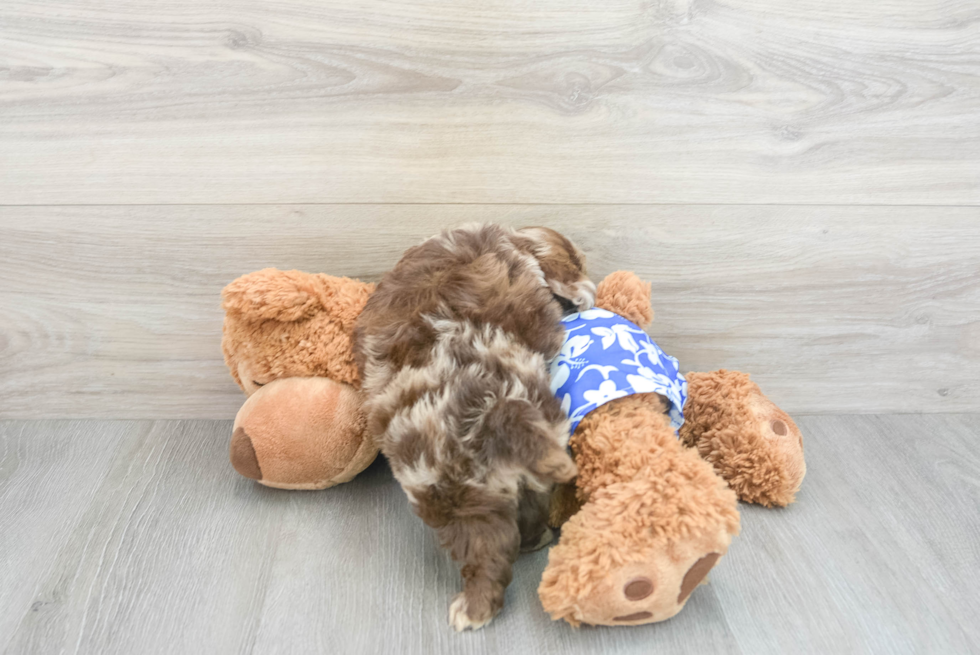 Shih Poo Pup Being Cute