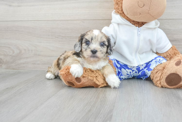 Friendly Shih Poo Baby