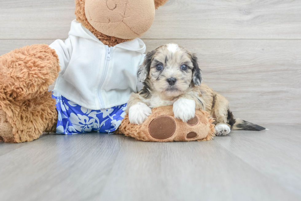 Playful Shih Poo Poodle Mix Puppy