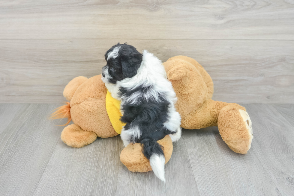 Funny Shih Poo Poodle Mix Pup