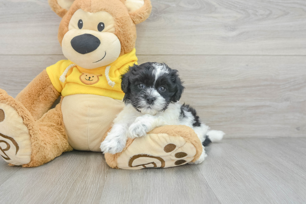 Shih Poo Pup Being Cute