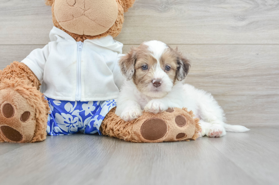 9 week old Shih Poo Puppy For Sale - Premier Pups