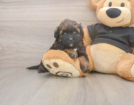 6 week old Shih Poo Puppy For Sale - Premier Pups