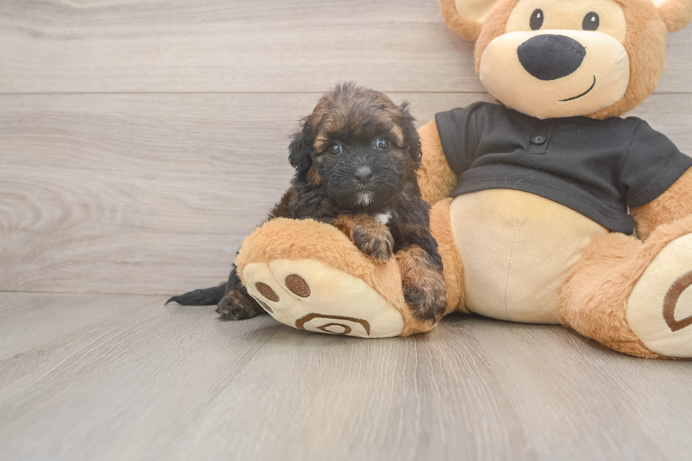 Funny Shih Poo Harvey: 3lb 13oz Doodle Puppy