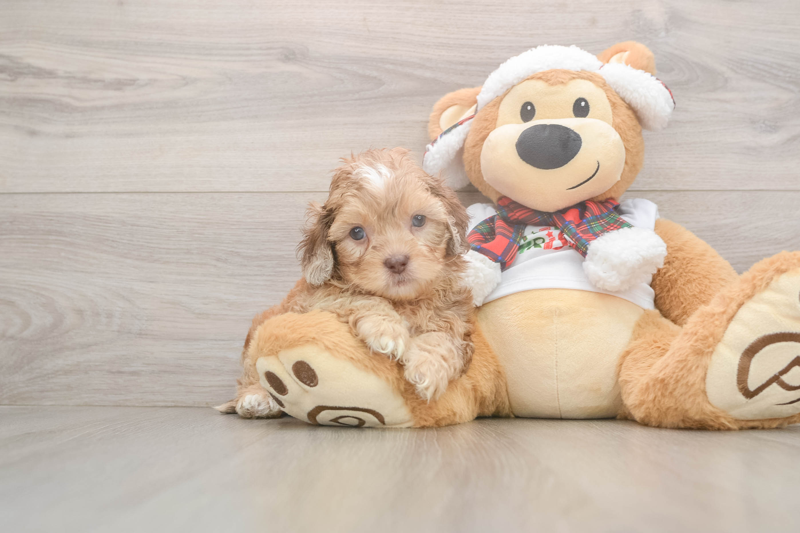Shih Poo Puppy for Adoption
