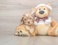 6 week old Shih Poo Puppy For Sale - Premier Pups