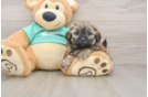 Shih Poo Puppy for Adoption