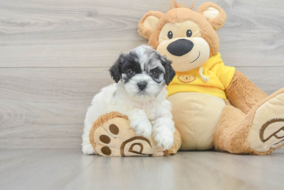 Shih Poo Pup Being Cute