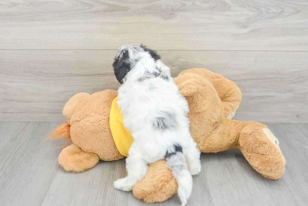 Shih Poo Puppy for Adoption