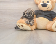 7 week old Shih Poo Puppy For Sale - Premier Pups