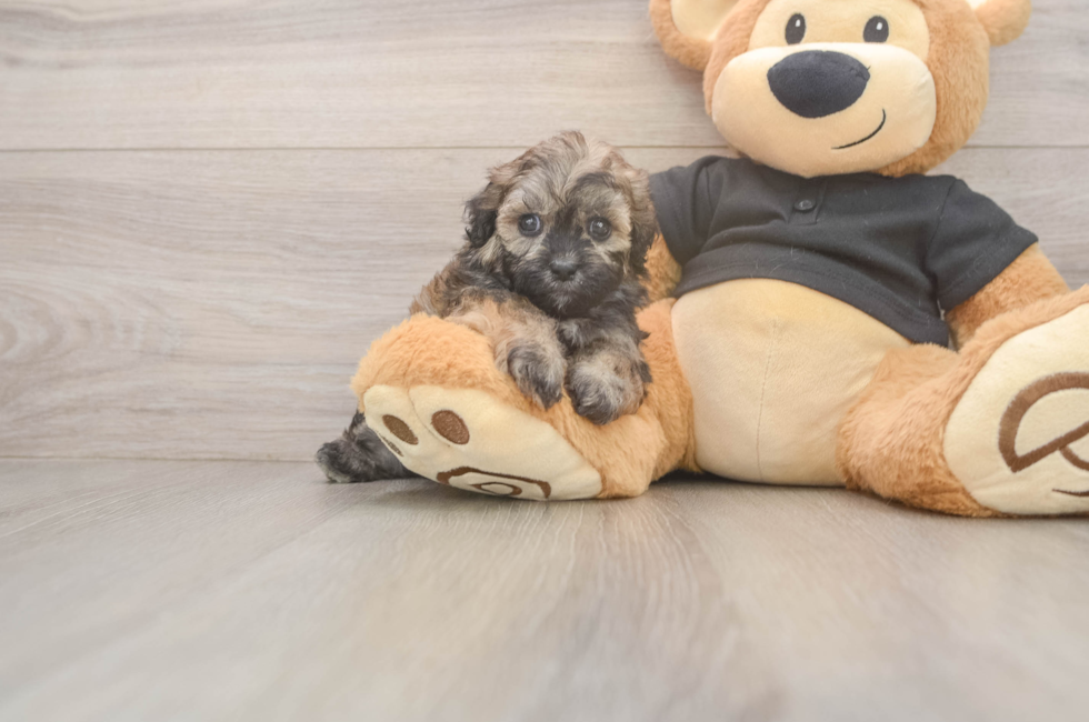 5 week old Shih Poo Puppy For Sale - Premier Pups