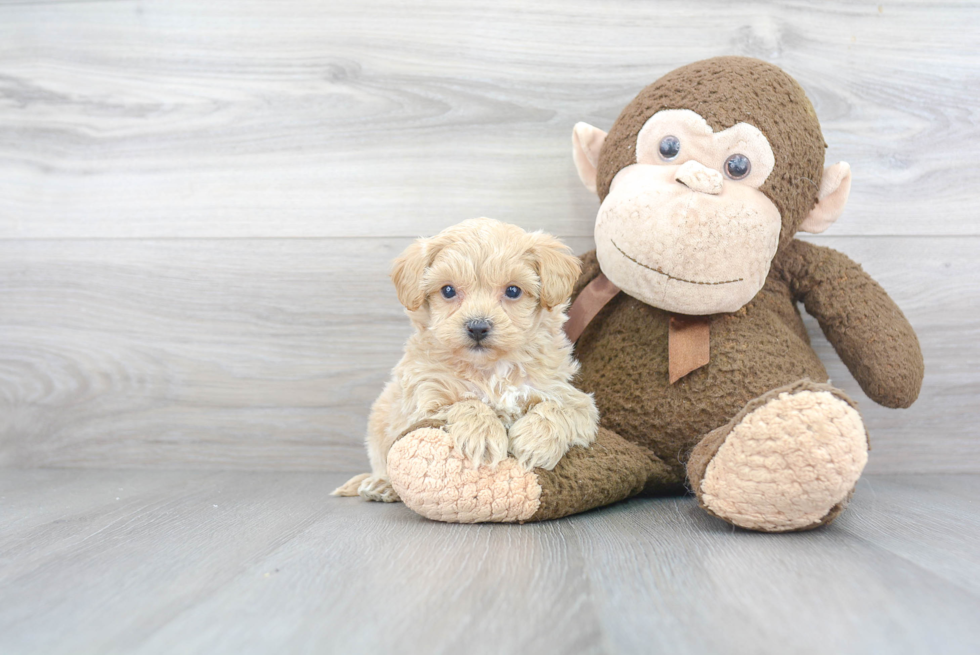 Shih Poo Puppy for Adoption