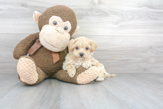 Adorable Shih Poo Poodle Mix Puppy