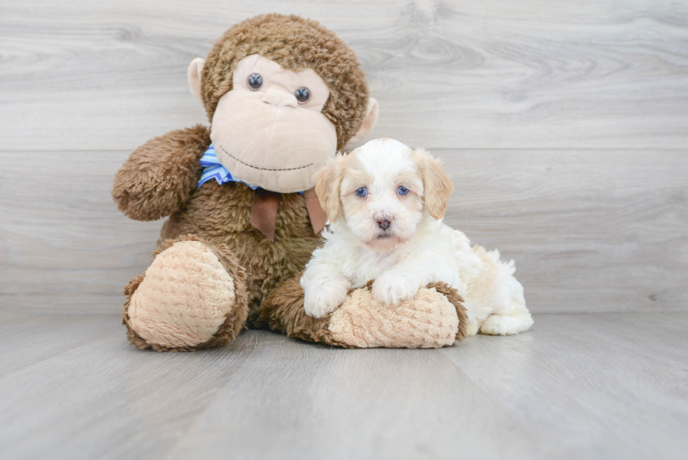 Energetic Shihpoo Poodle Mix Puppy