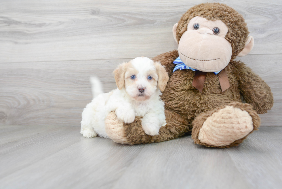 Shih Poo Pup Being Cute