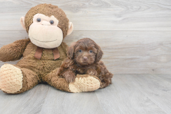 Shih Poo Puppy for Adoption