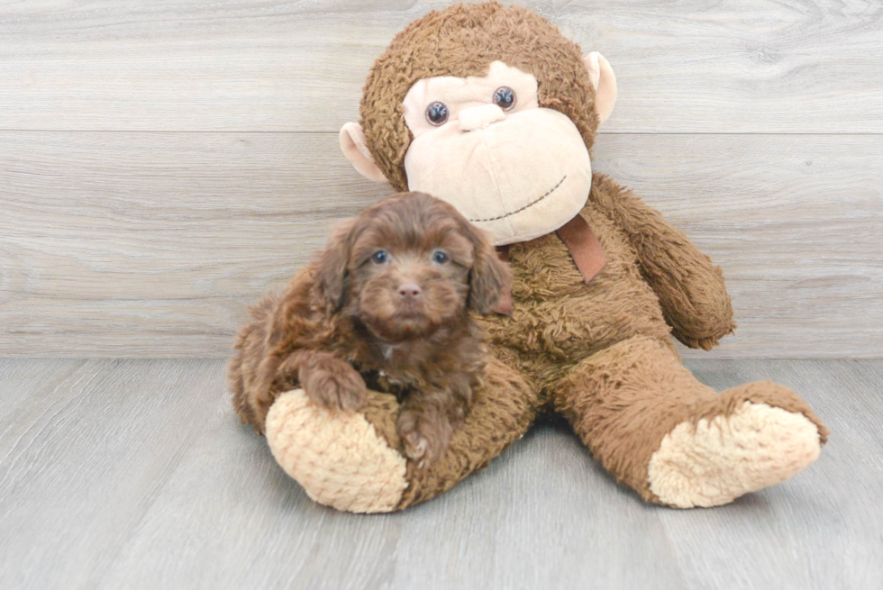 Best Shih Poo Baby