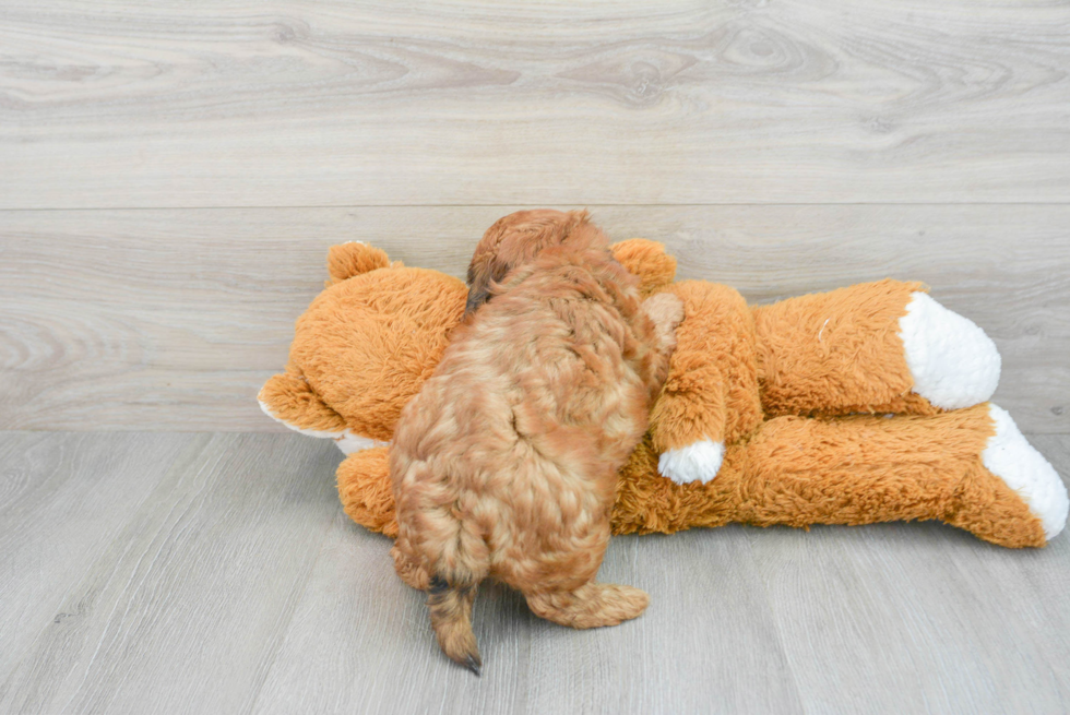 Shih Poo Pup Being Cute