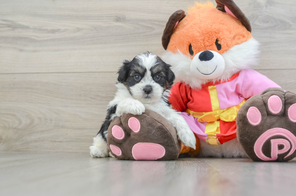 5 week old Shih Poo Puppy For Sale - Premier Pups