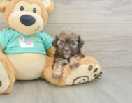 6 week old Shih Poo Puppy For Sale - Premier Pups