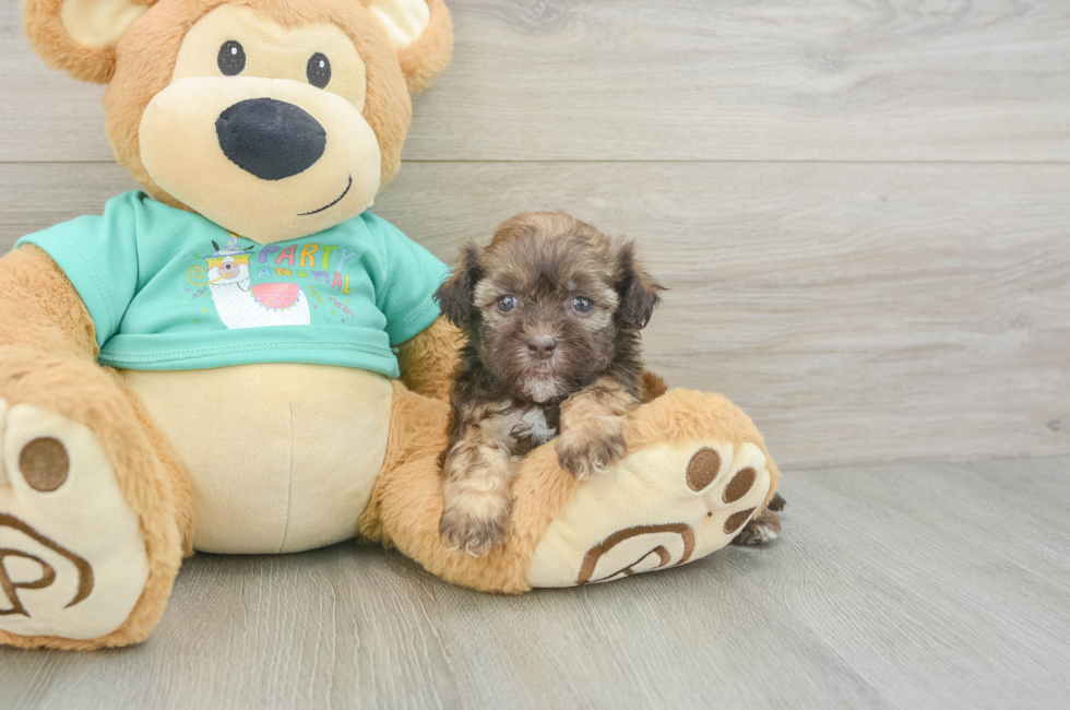 5 week old Shih Poo Puppy For Sale - Premier Pups