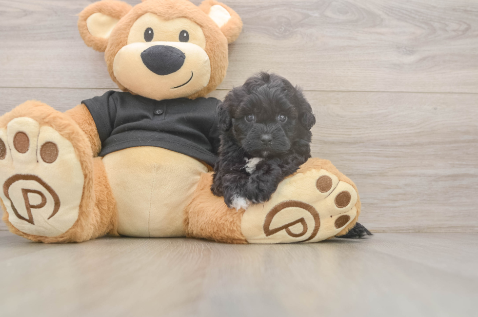 5 week old Shih Poo Puppy For Sale - Premier Pups