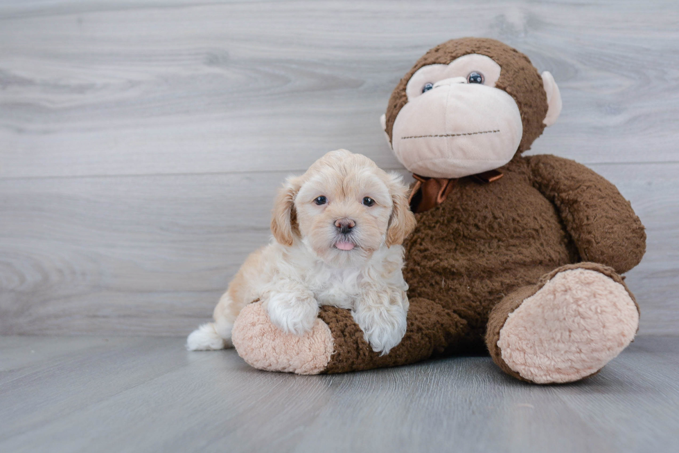 Shih Poo Pup Being Cute