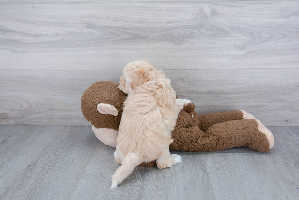 Shih Poo Pup Being Cute