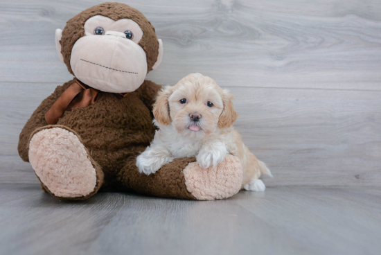 Little Shihpoo Poodle Mix Puppy