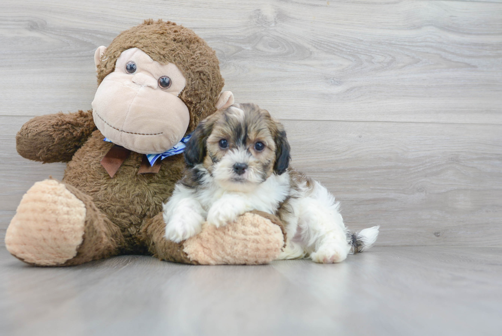 Petite Shih Poo Poodle Mix Pup