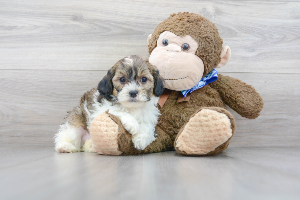 Adorable Shihpoo Poodle Mix Puppy