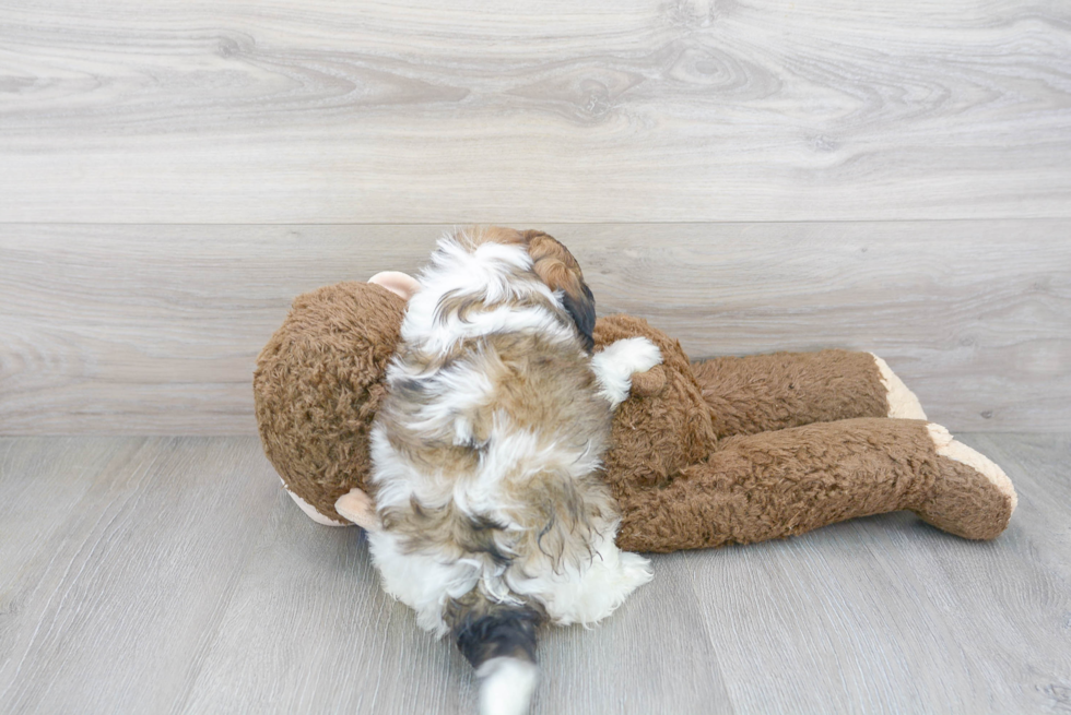 Hypoallergenic Shih Poo Poodle Mix Puppy