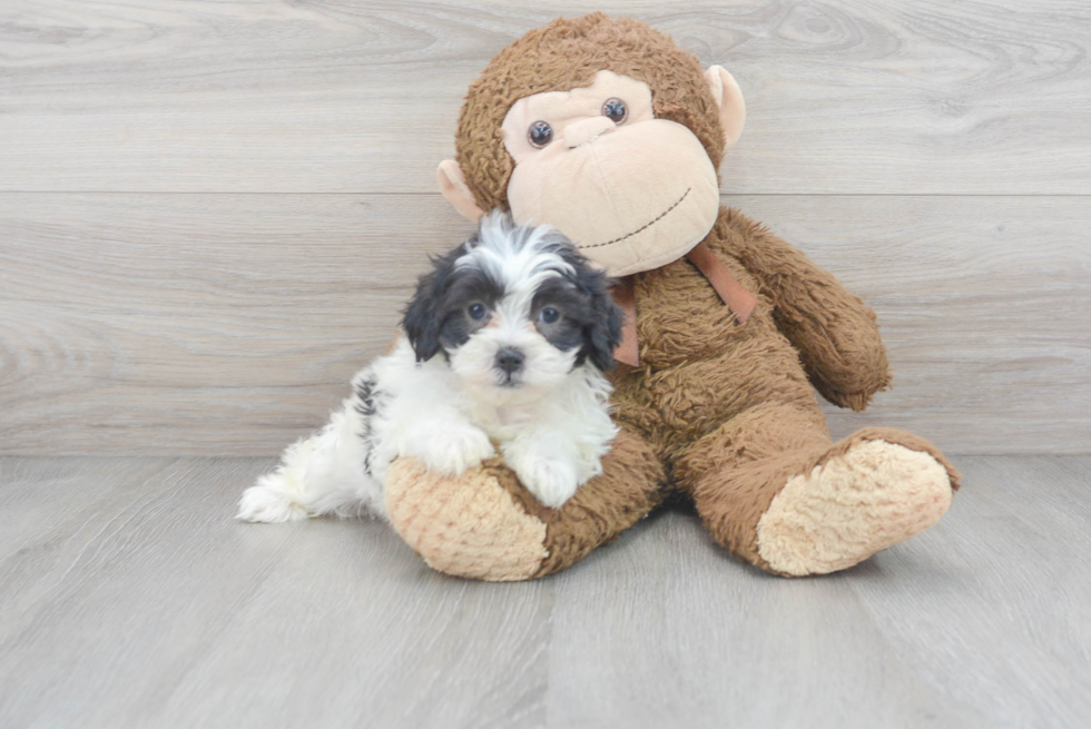 Little Shihpoo Poodle Mix Puppy