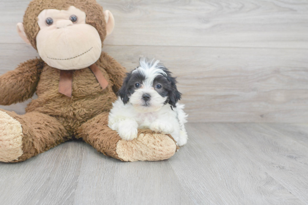 Shih Poo Pup Being Cute