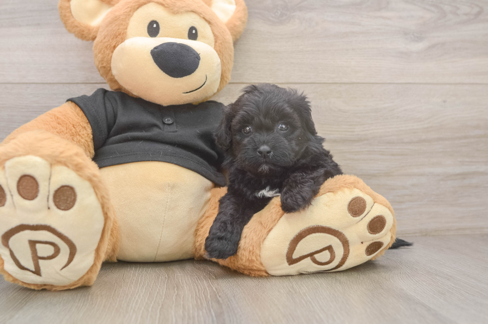 5 week old Shih Poo Puppy For Sale - Premier Pups