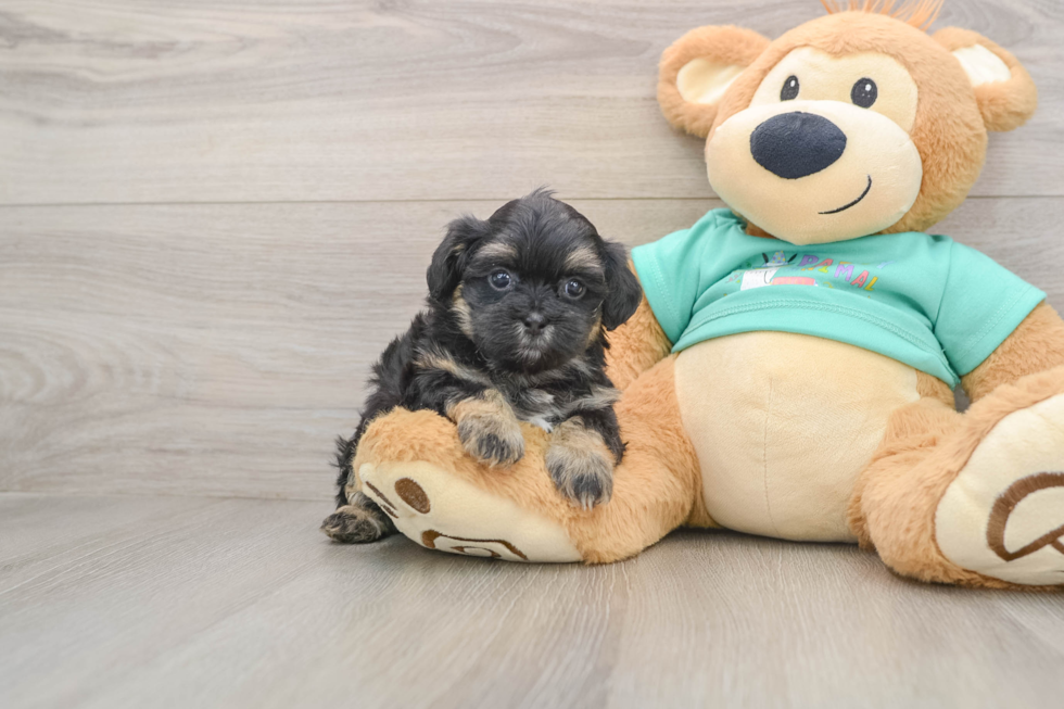Shih Poo Pup Being Cute