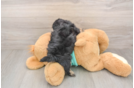 Hypoallergenic Shih Poo Poodle Mix Puppy