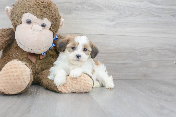 Shih Poo Puppy for Adoption